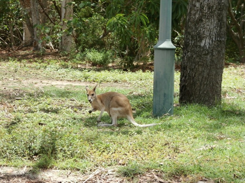 16 Scholars Place, Douglas QLD 4814