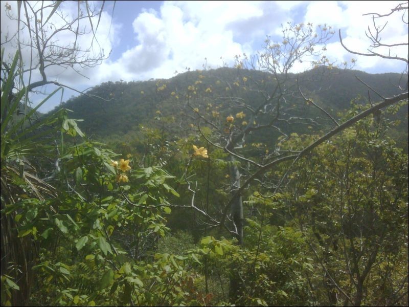 46 Kelly Street, Nelly Bay QLD 4819