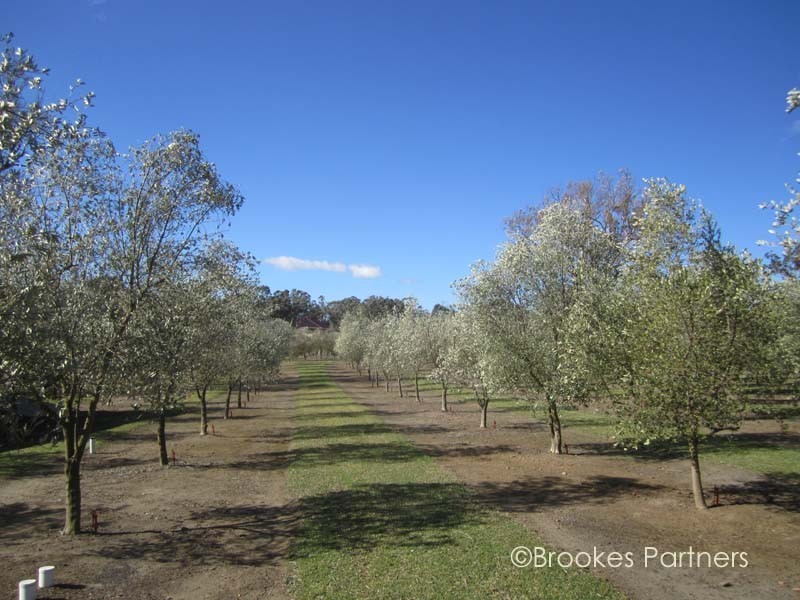 4 Olive Grove Lane, Bargo NSW 2574