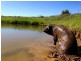 227 Nara Boah Water Hole Road, Boodua QLD 4401