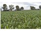 15704 Warrego Highway, Bowenville QLD 4404