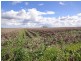 “McIntyres” Jondaryan-Mount Tyson Rad, Jondaryan QLD 4403