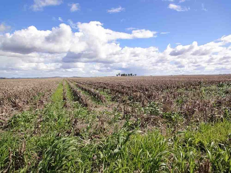 “McIntyres” Jondaryan-Mount Tyson Rad, Jondaryan QLD 4403