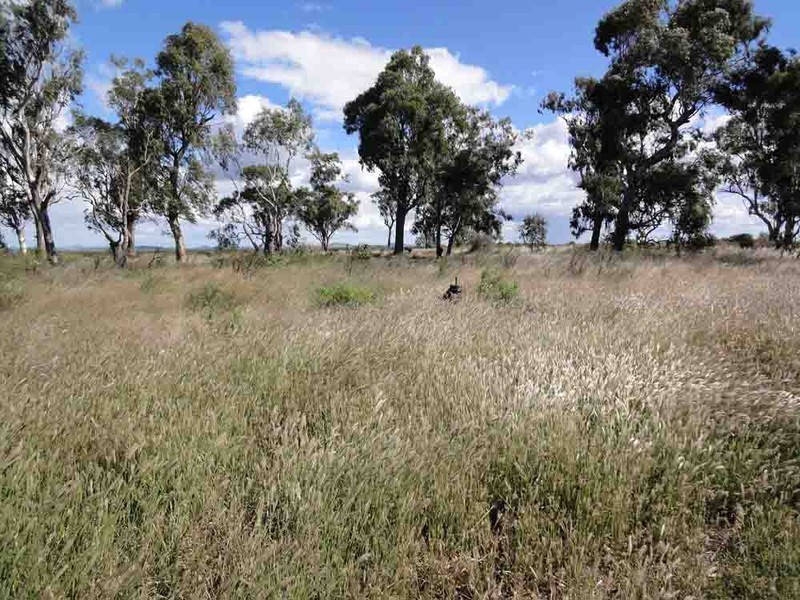 “McIntyres” Jondaryan-Mount Tyson Rad, Jondaryan QLD 4403