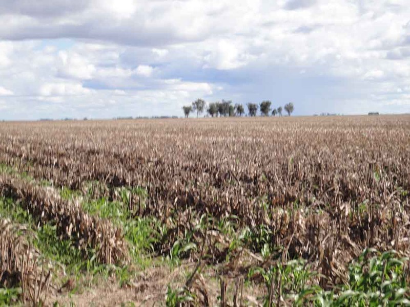 “McIntyres” Jondaryan-Mount Tyson Rad, Jondaryan QLD 4403