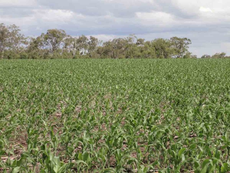 821 Clifton Pittsworth Road, Back Plains QLD 4361