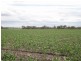 821 Clifton Pittsworth Road, Back Plains QLD 4361