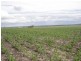 821 Clifton Pittsworth Road, Back Plains QLD 4361