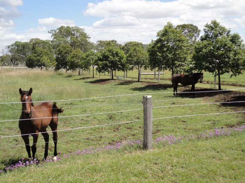 207 Jonel Park Road, Allora QLD 4362