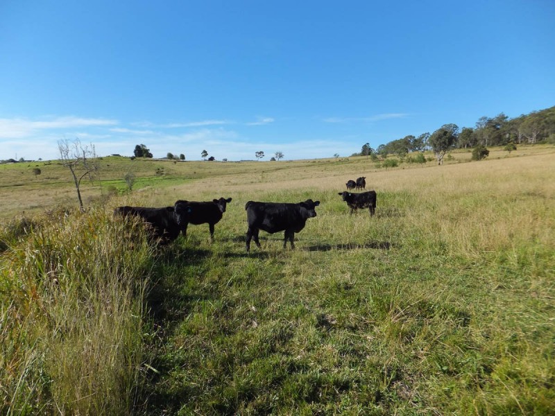 844 Merritts Creek Road, Hampton QLD 4352