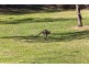 9 Rangeview Drive, Top Camp QLD 4350