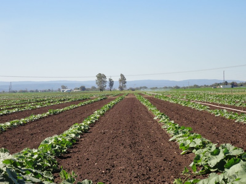 545 Mount Sylvia Road, Upper Tenthill QLD 4343