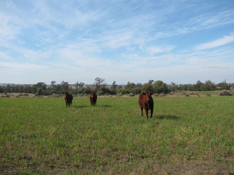 639 Heckendorf Road, Millmerran QLD 4357