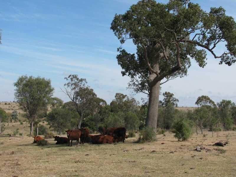 639 Heckendorf Road, Millmerran QLD 4357