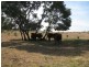 639 Heckendorf Road, Millmerran QLD 4357