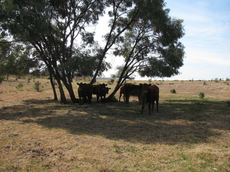 639 Heckendorf Road, Millmerran QLD 4357