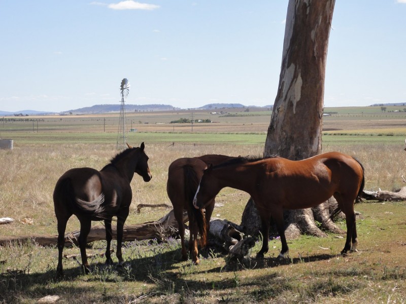 420 Mount Sibley Road, Nobby QLD 4360