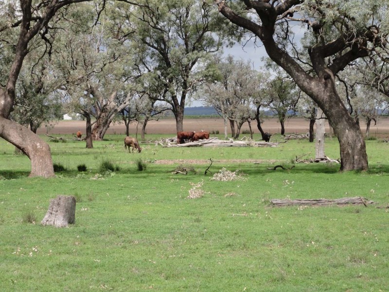 587 Wyreema Athol Road, Wyreema QLD 4352