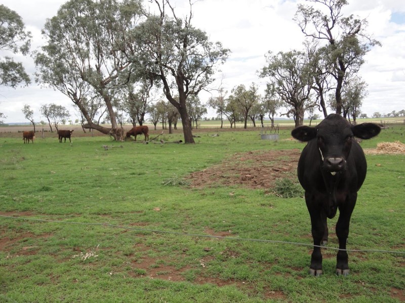 587 Wyreema Athol Road, Wyreema QLD 4352