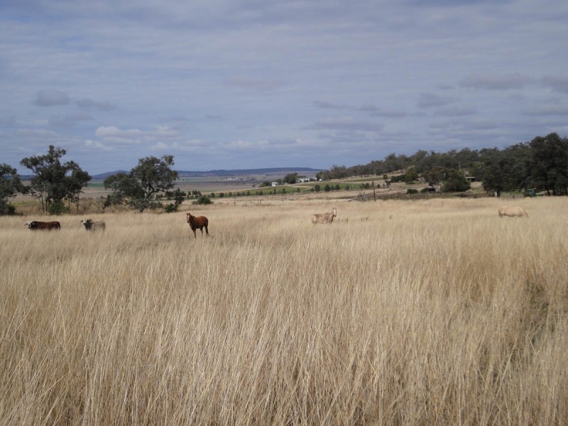 ” Larian Lea “, Southbrook QLD 4363