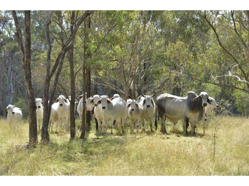 Southbranch Farm, Maryvale QLD 4370