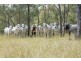Southbranch Farm, Maryvale QLD 4370