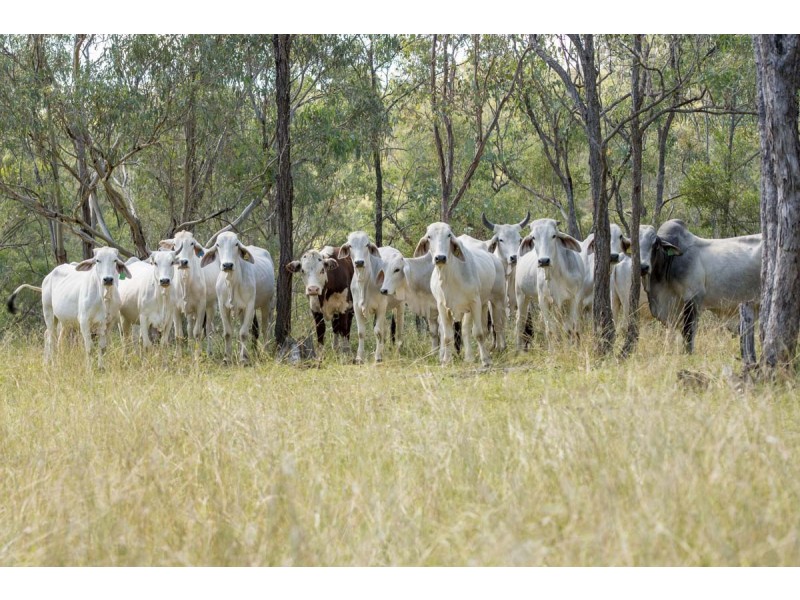 Southbranch Farm, Maryvale QLD 4370