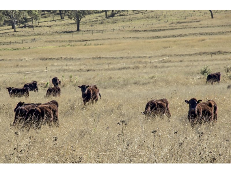 ” Lavender View Road “, Ascot QLD 4359