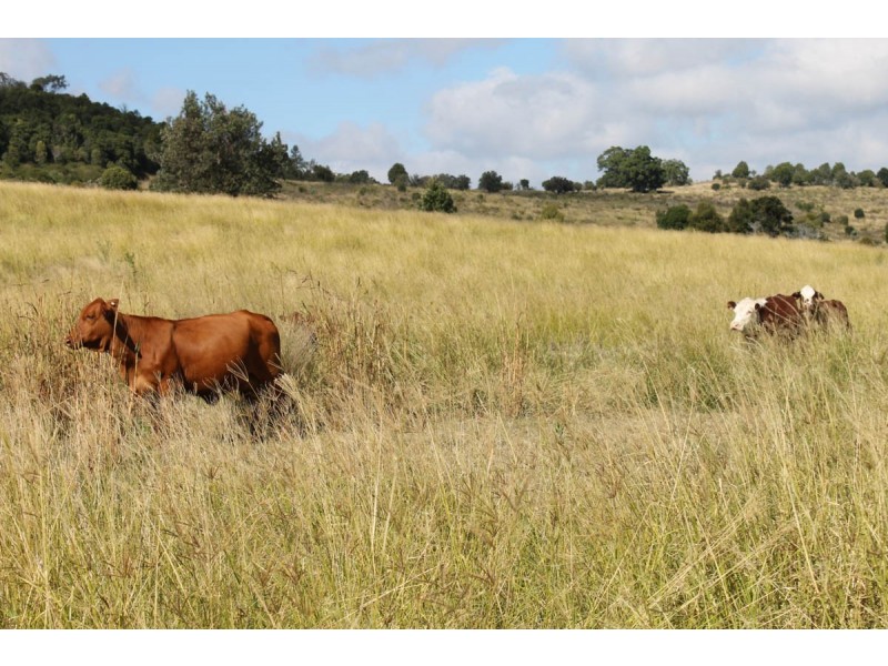 ” The Glen “, Maclagan QLD 4352