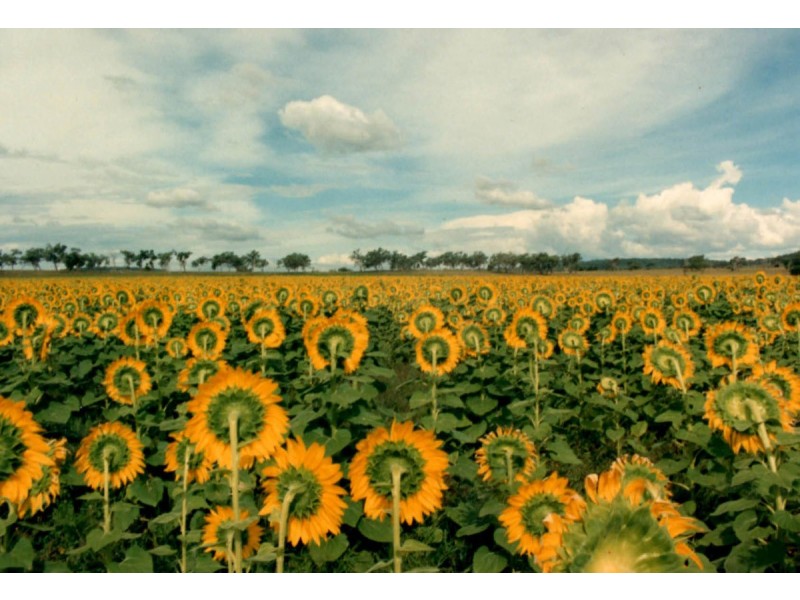 ” Narringa “, Linthorpe QLD 4356