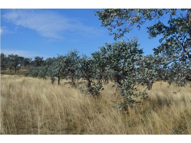 ” Narringa “, Linthorpe QLD 4356