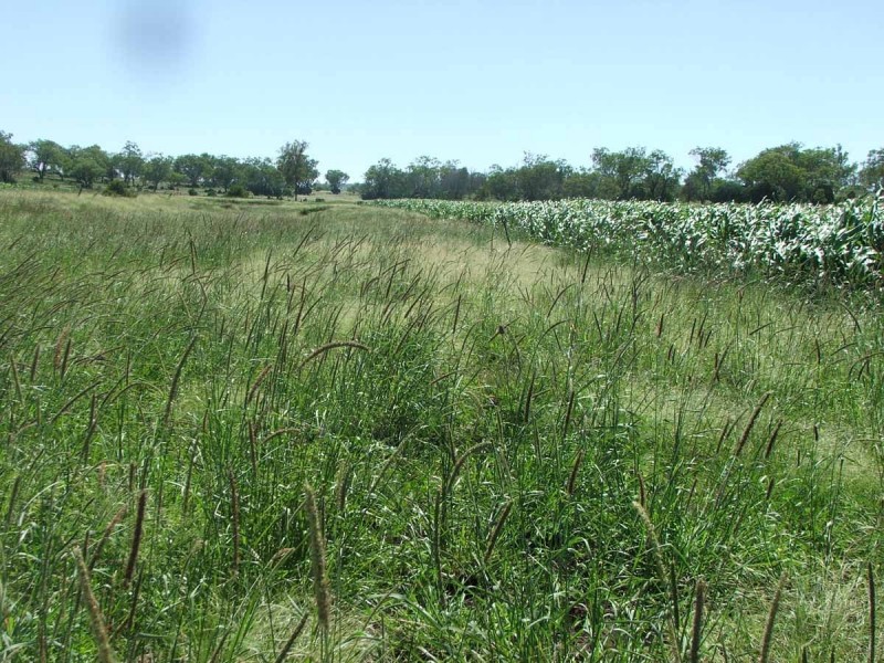 ” Narringa “, Linthorpe QLD 4356