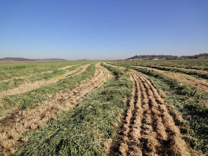 ” Willow Glen “, Oakey QLD 4401