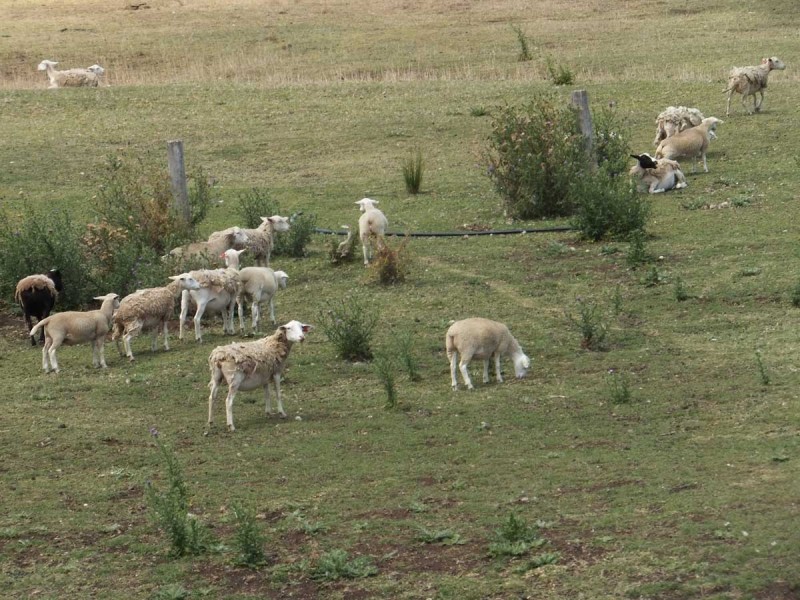 70 Willis Road, Meringandan West QLD 4352