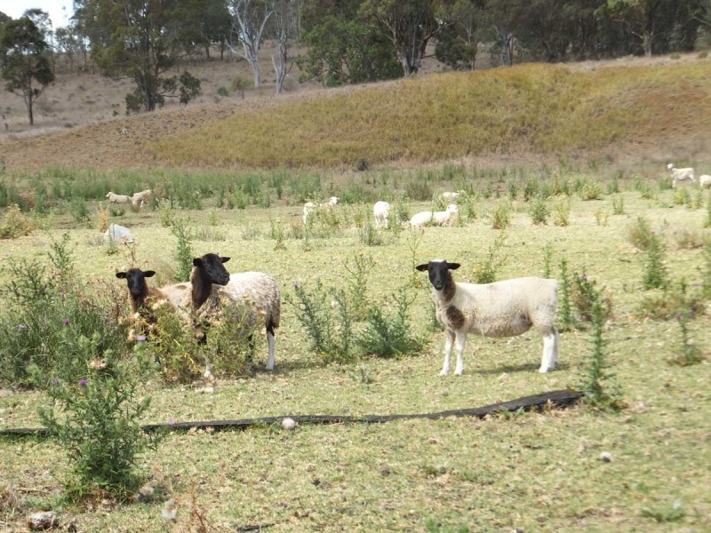 70 Willis Road, Meringandan West QLD 4352