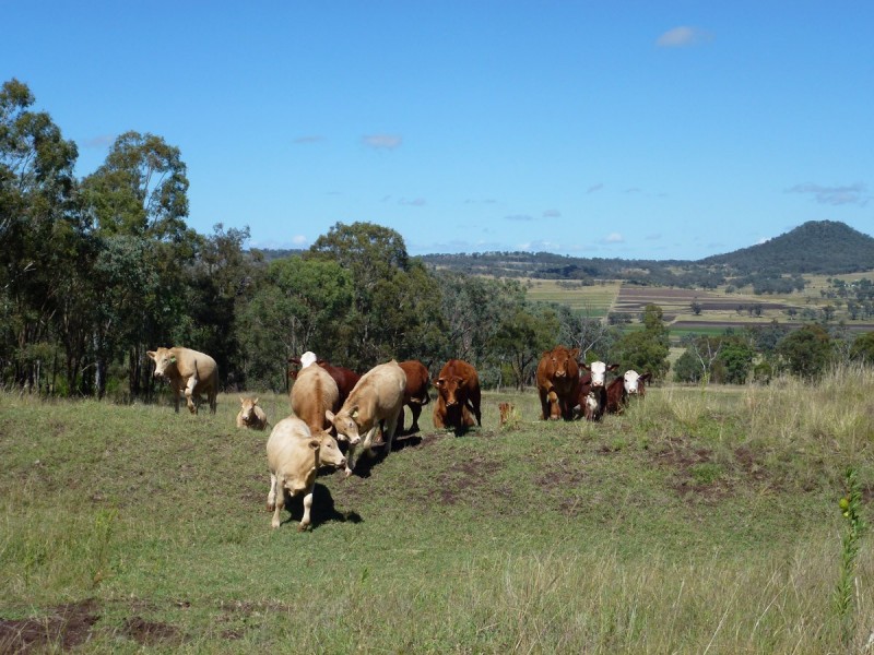 Waldron Road, Upper Pilton QLD 4361