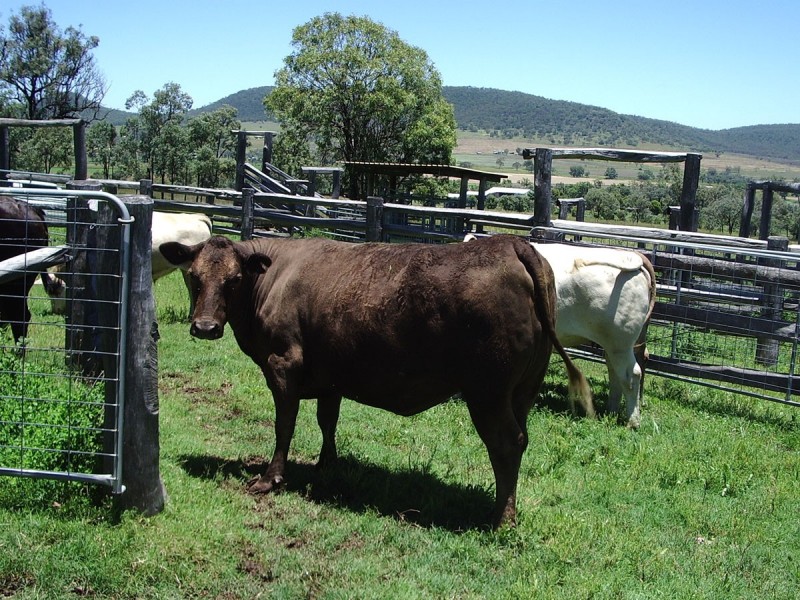 Waldron Road, Upper Pilton QLD 4361