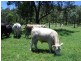 Waldron Road, Upper Pilton QLD 4361