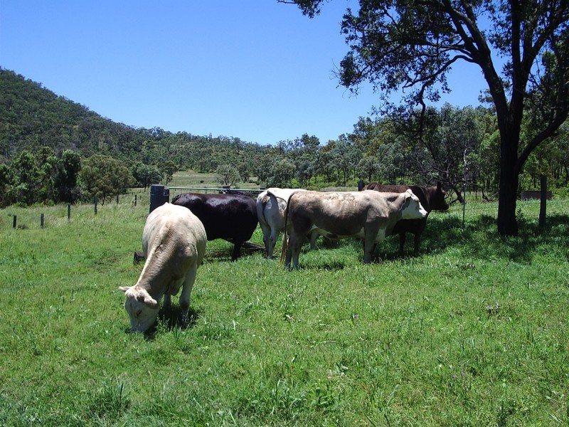 Waldron Road, Upper Pilton QLD 4361