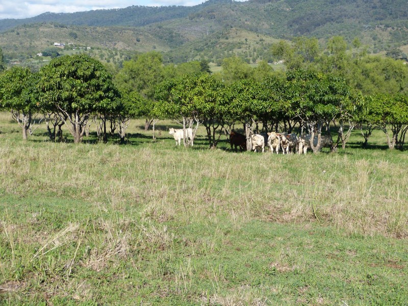 Upper Tenthill School Lane and Ingoldsby Road, Upper Tenthill QLD 4343