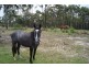 Moruya NSW 2537