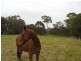 Turlinjah NSW 2537