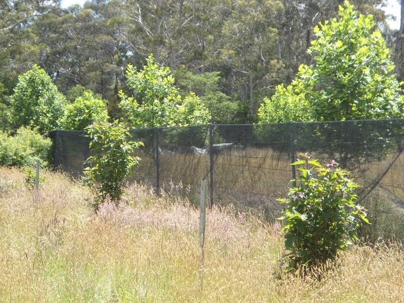 Monga NSW 2622