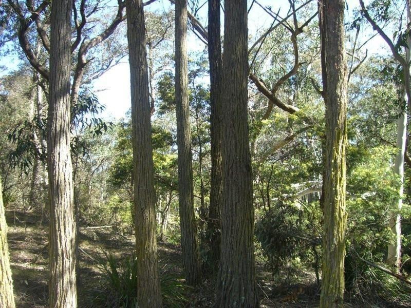 Monga NSW 2622