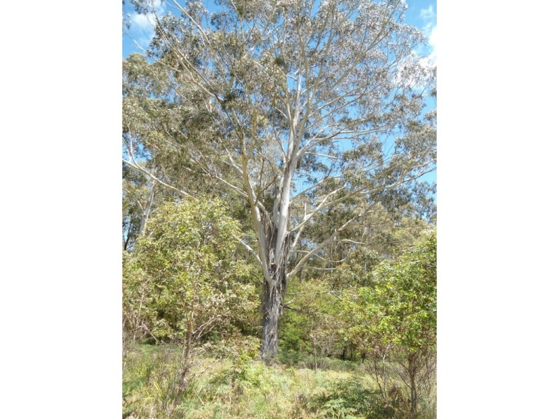 Monga NSW 2622