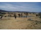 Coolagolite NSW 2550