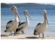 Batemans Bay NSW 2536