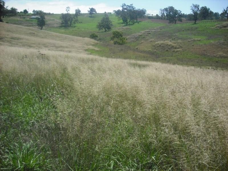 Buckajo NSW 2550
