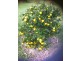 Coila NSW 2537