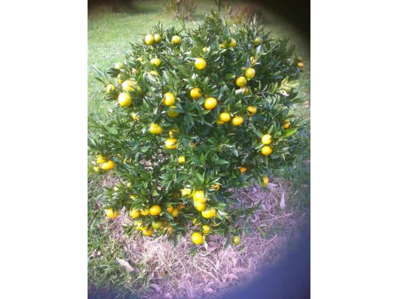 Coila NSW 2537